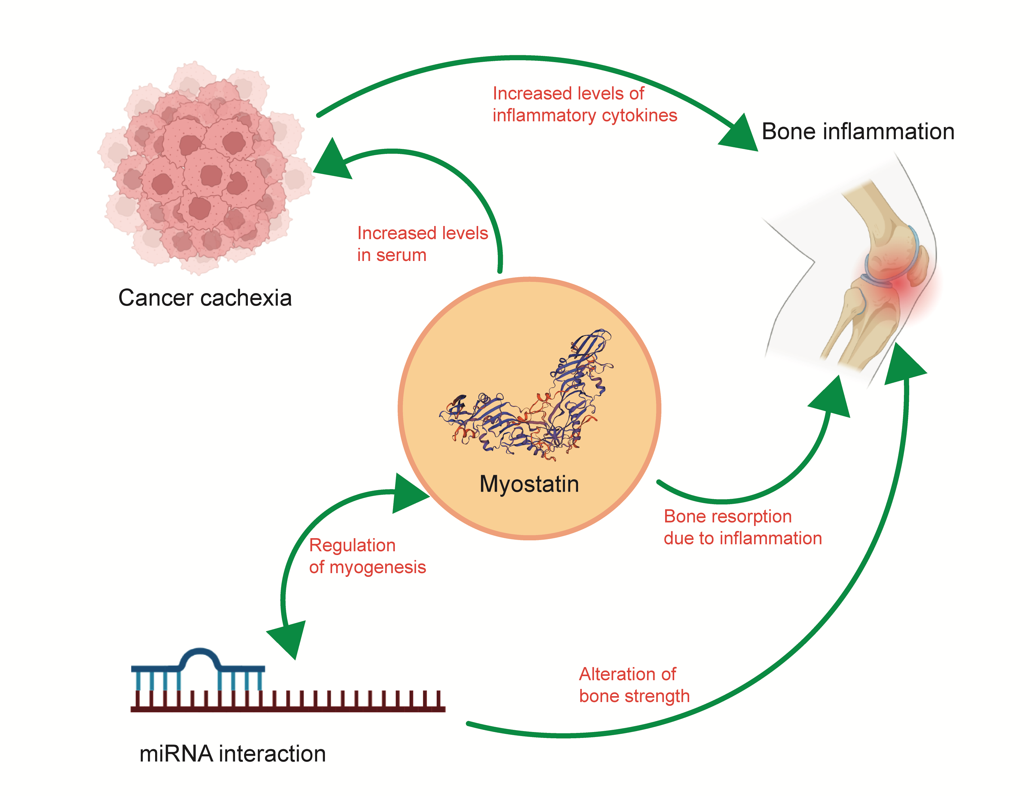 Myostatin